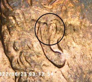 1997-LMC-With-A-Possible-Double-Ear